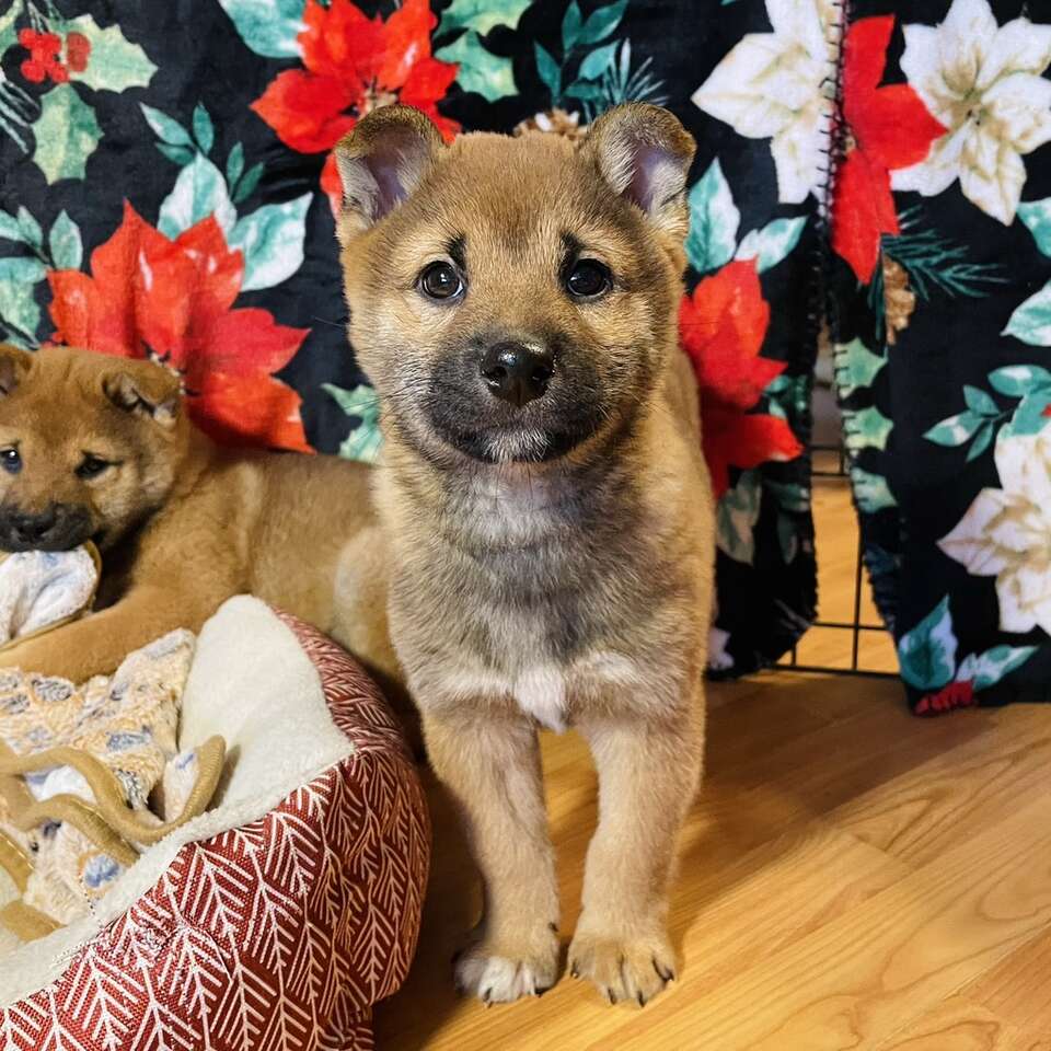 Purebred Shiba Inu Puppies Pets