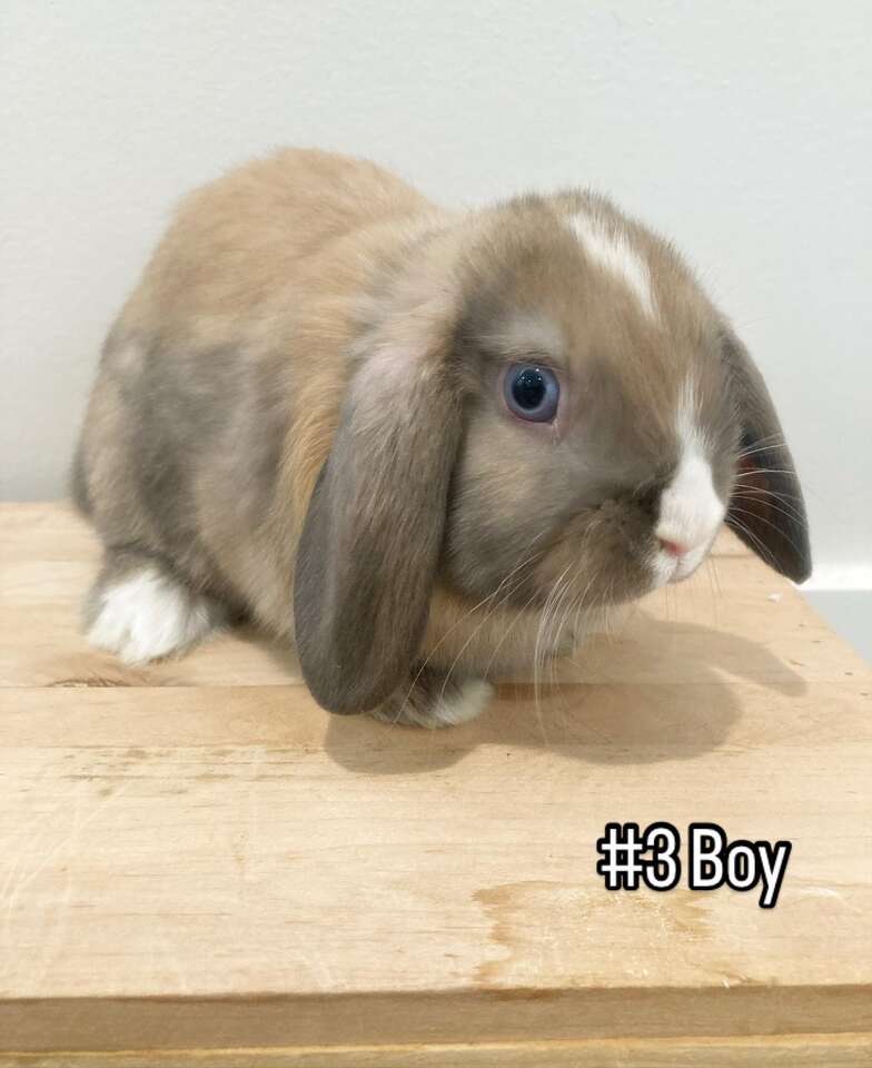 Holland Lop Bunnies