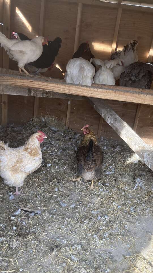 Old chickens chickens Livestock