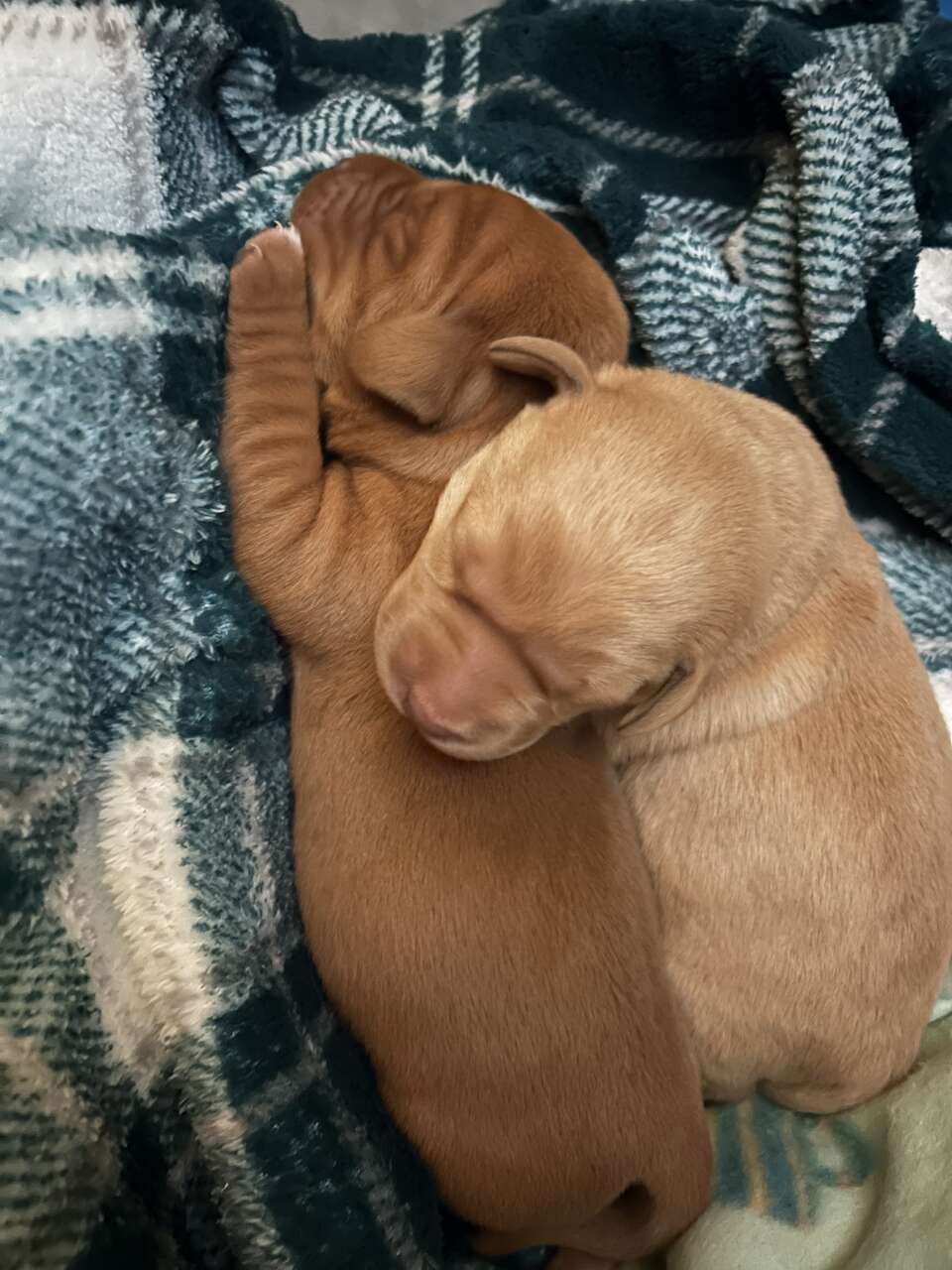 AKC Red fox and yellow lab puppies male Pets