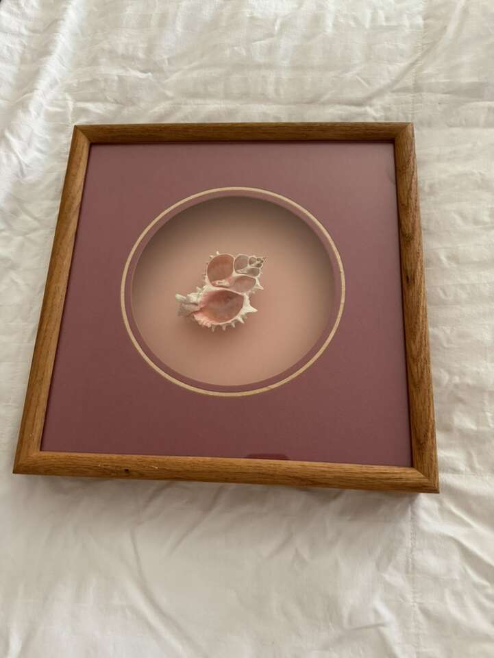 Seashell In Shadowbox Wall Art