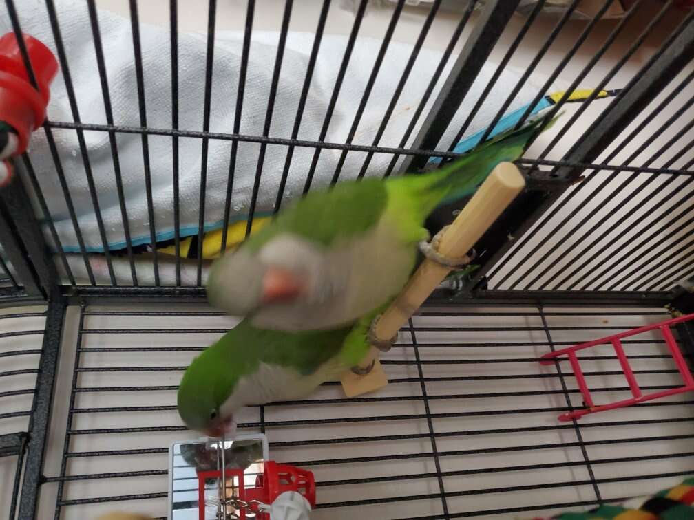 2 birds for sale with cage Pets