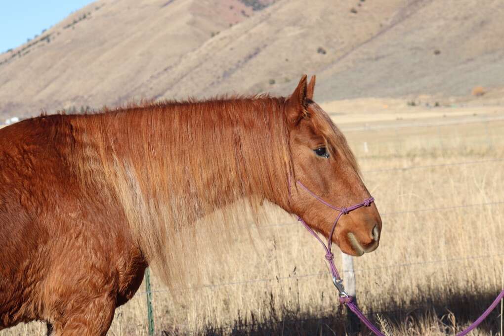 Mustang gelding for sale Livestock