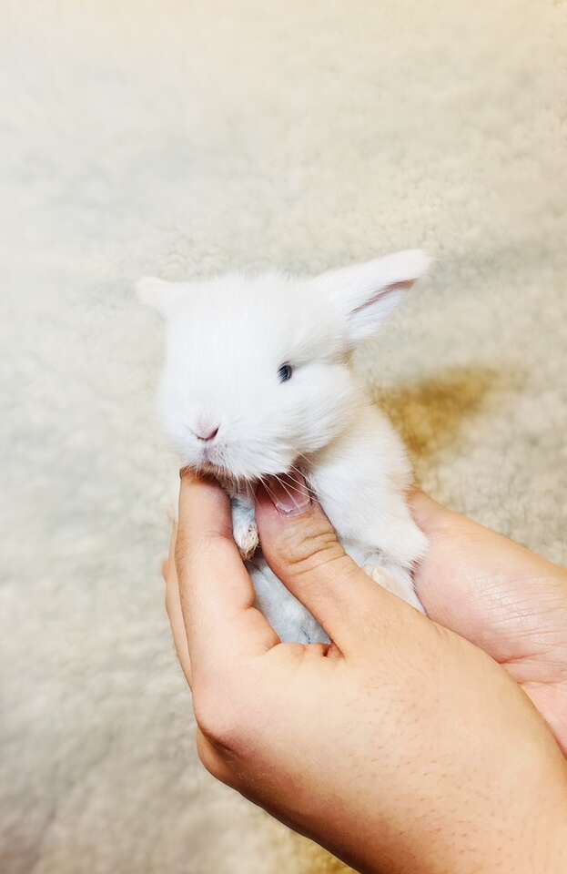 White Holland Lop Bunnies