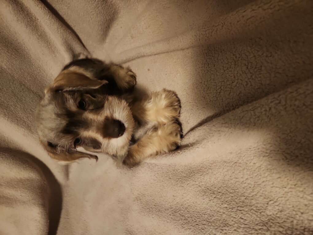 Miniature schnauzer puppies Pets