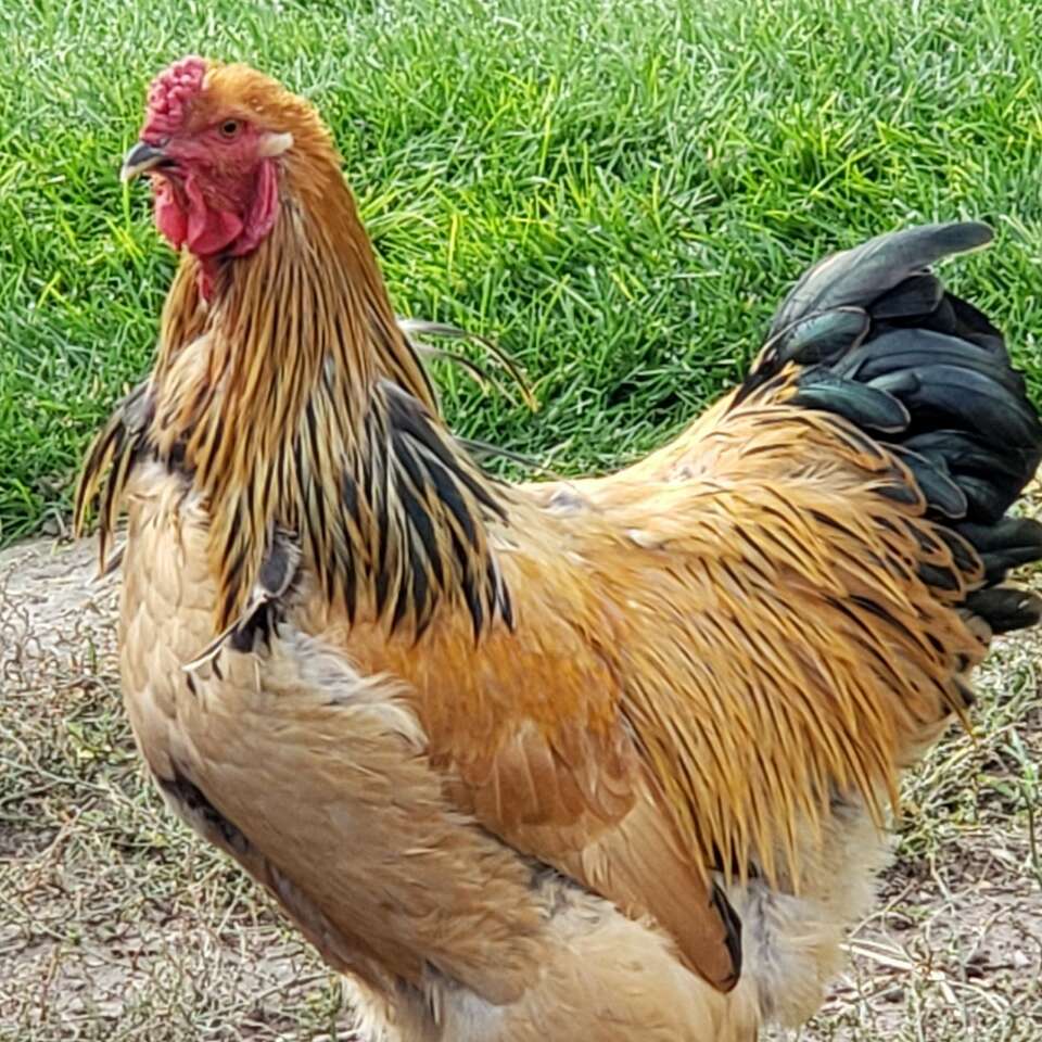 Buff Brahma Rooster Livestock
