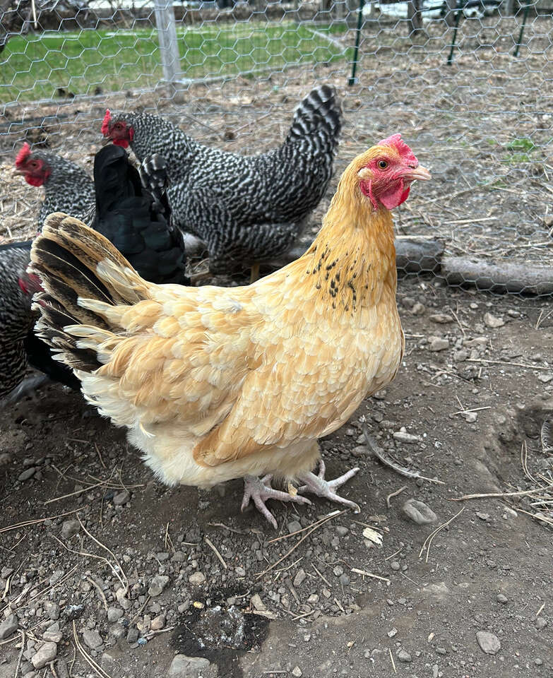 2 Chickens Livestock
