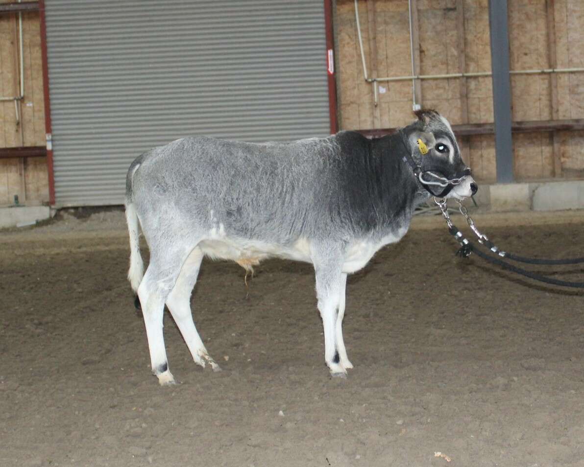 Halter Broke Zebu Bull Calf For Sale Livestock