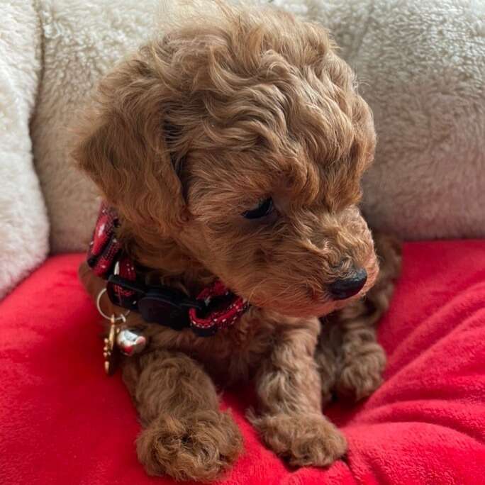 Pure teacup mini Goldendoodle puppies Pets
