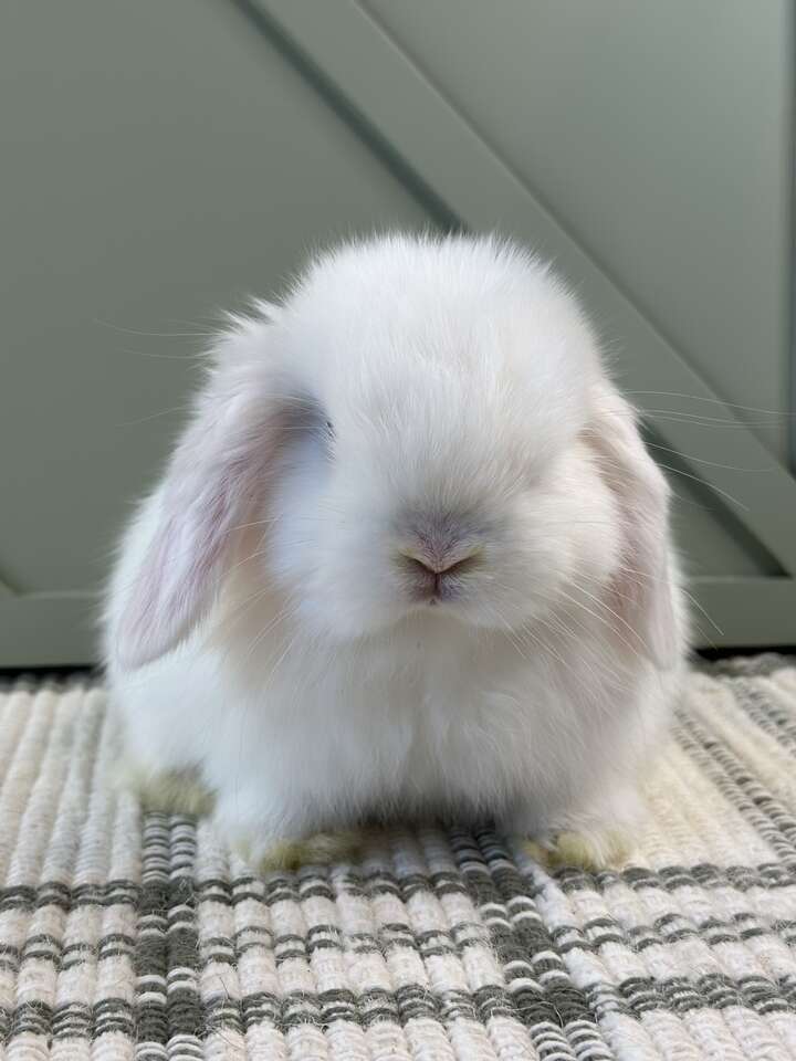 Precious Blue-Eyed White Holland Lop Doe