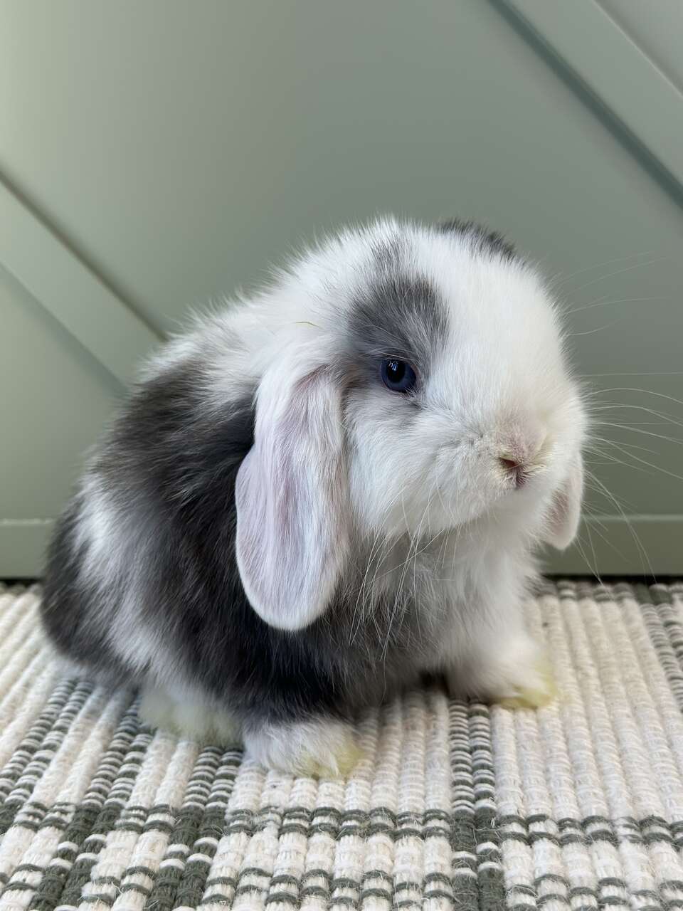 Stunning Black Magpie Holland Lop Baby Boy