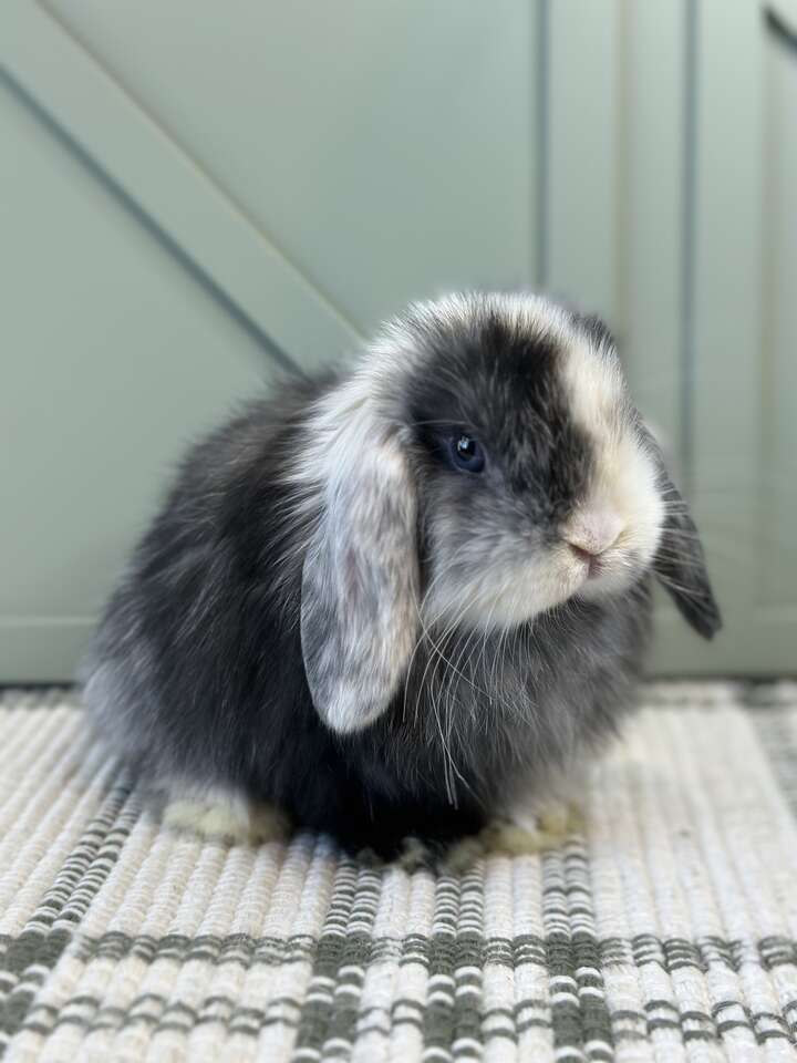 Amazing Harlequin Holland Lop Baby Boy