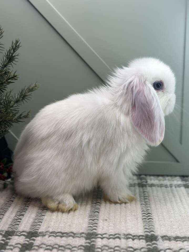 Blue-Eyed White Holland Lop Baby Girl