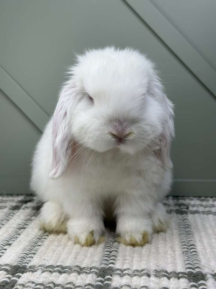 Blue-Eyed White Holland Lop Baby Boy