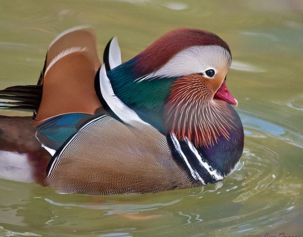 Mandarin Duck Pairs for sale (Souther… Livestock