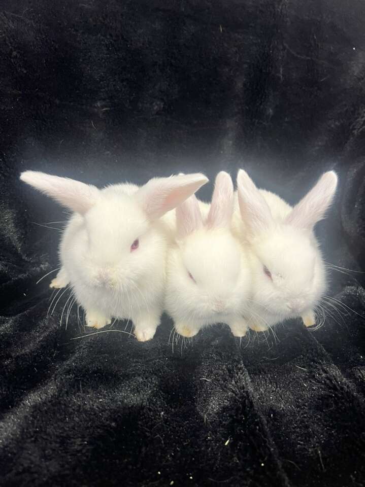 Mini Holland Lop Mix Bunnies