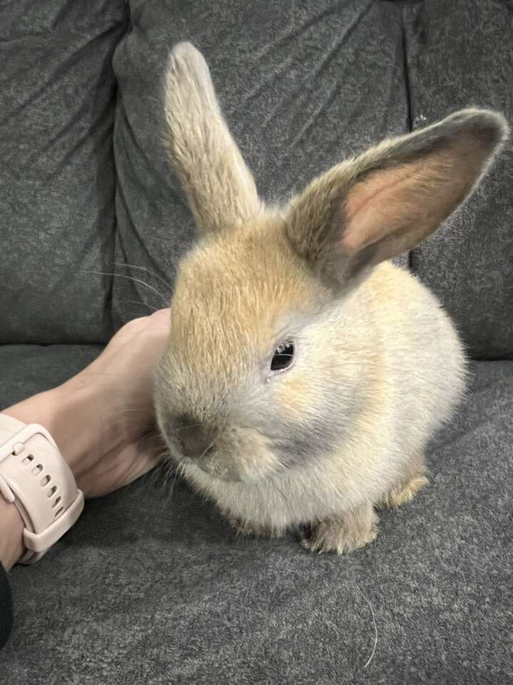 Mini Holland Lop/Rex Bunnies