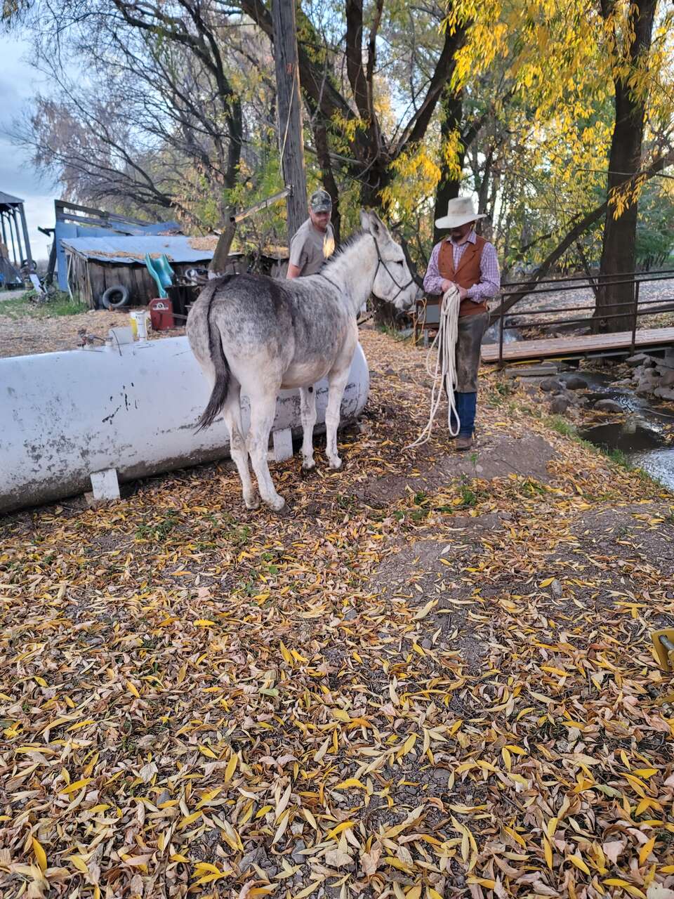 Mammoth donkey female Livestock
