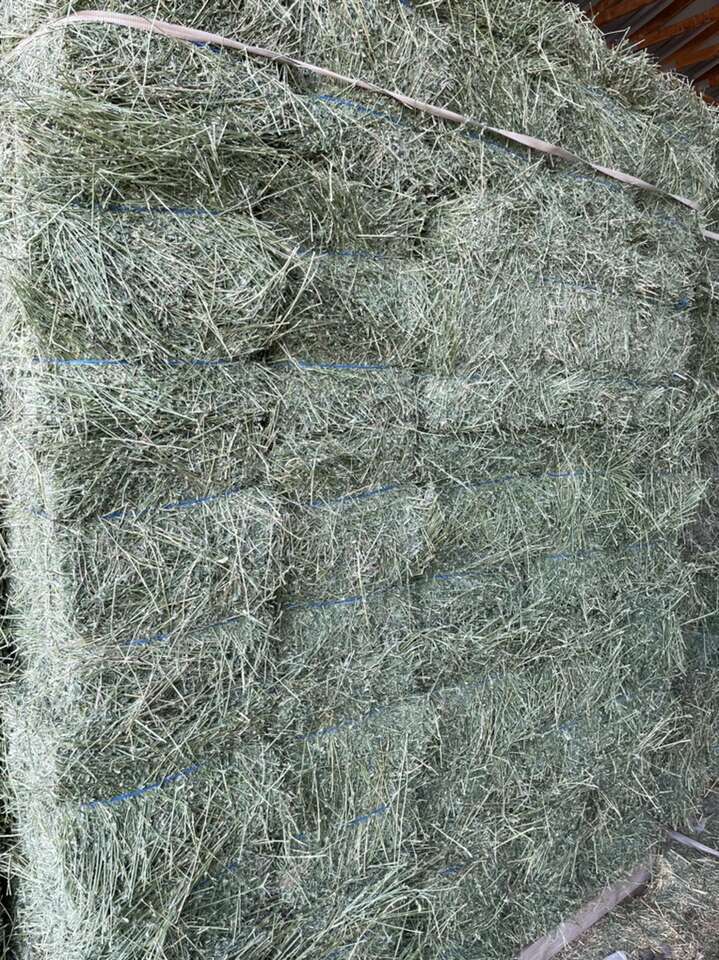 Premium Alfalfa Hay 2 String Bales Heavy 2nd Cut