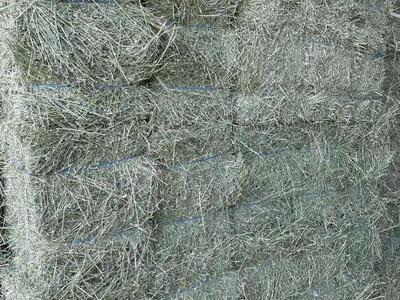Premium Alfalfa Hay - Nice Heavy Bales - 2 String