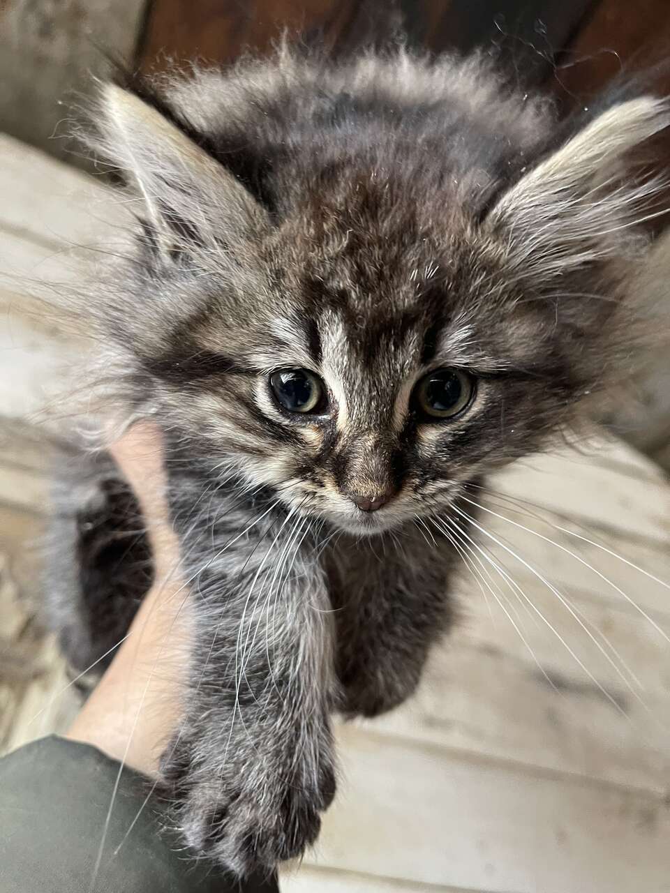 Kittens For Sale Pets
