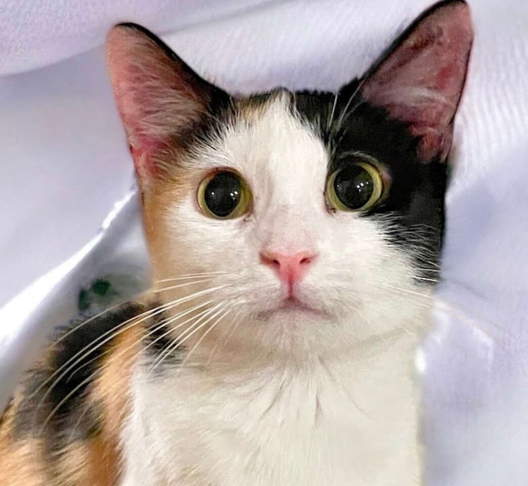 Beautiful kittens for sale Pets
