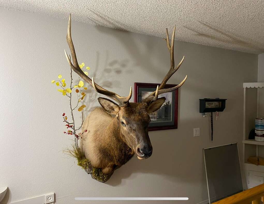 ️Custom Elk Mount Archery Idaho,️