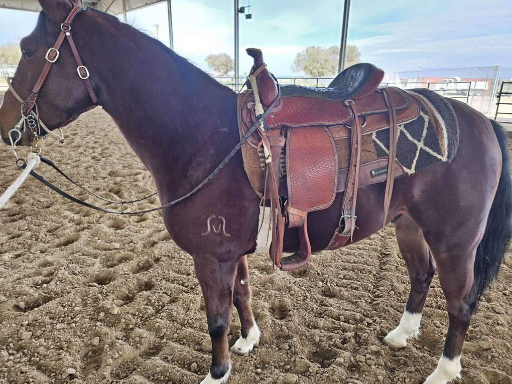 Saddle Horse For Sale Livestock