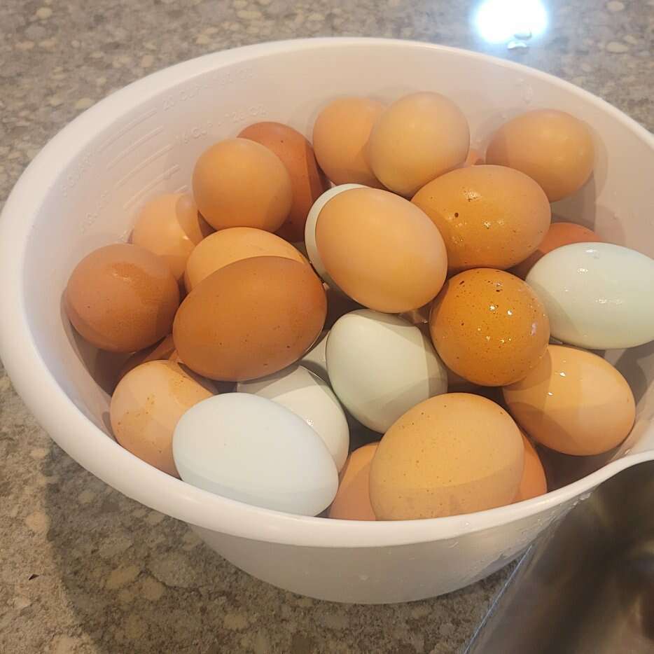 Farm fresh eggs Home and Garden