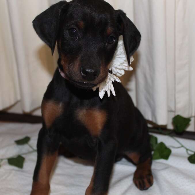 Doberman Puppies For Sale Pets
