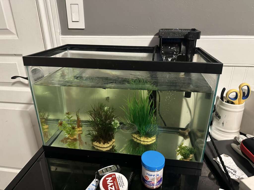 fish tank with fish Pets