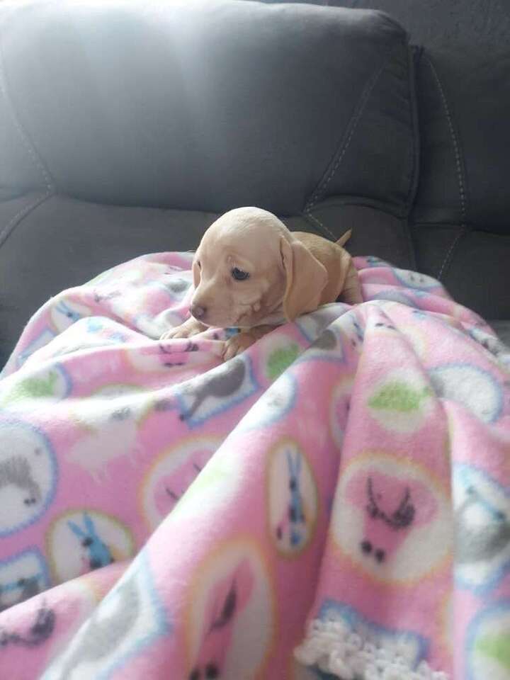 Dachshund mix puppies Pets
