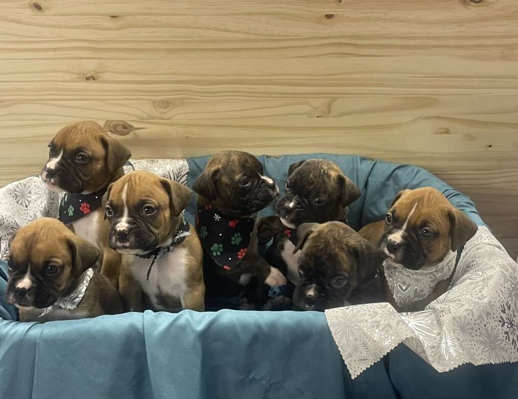 Boxer Mix Puppies Pets