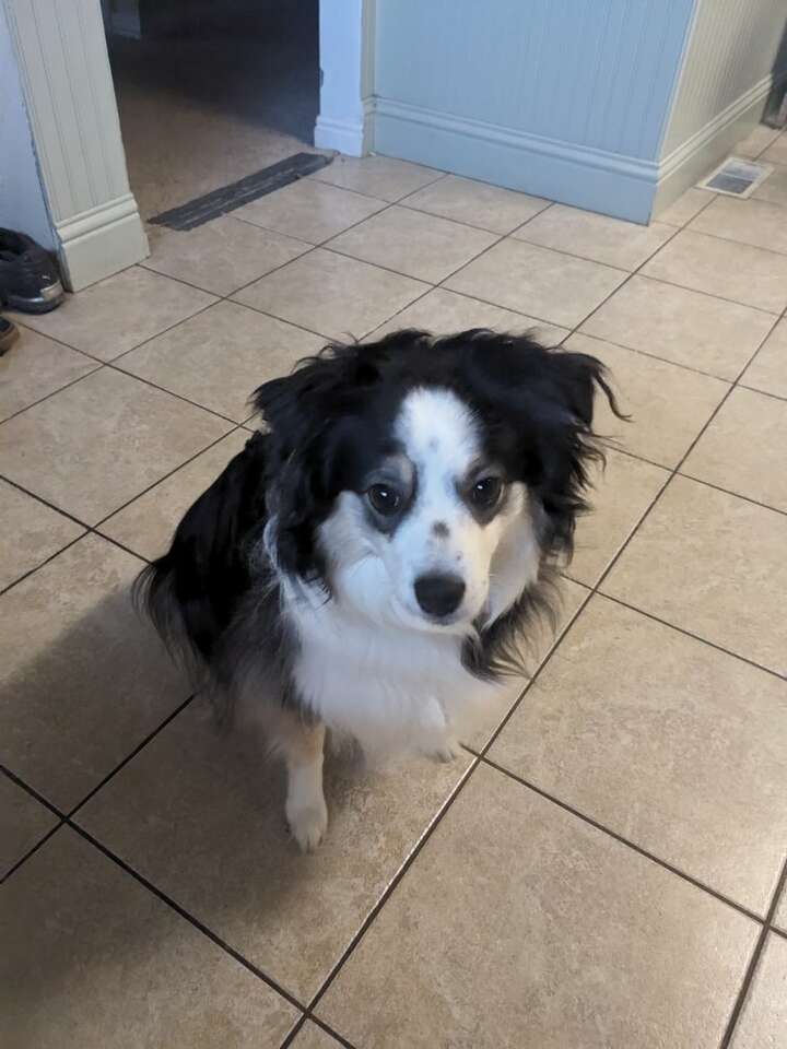 Free to a good home Pets