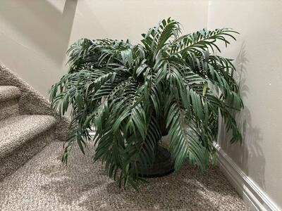 Artificial Fern