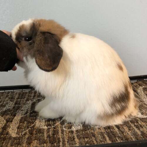 Broken Tort Holland Lop Buck