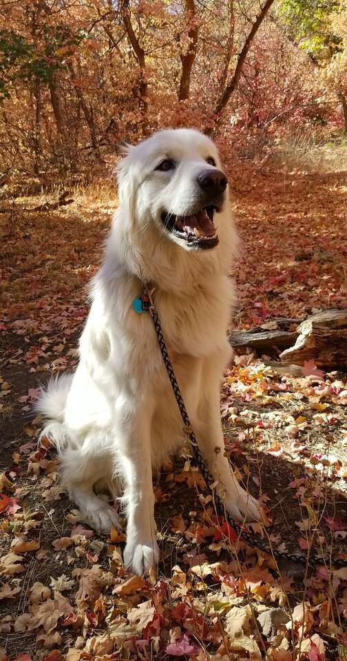 Free to a good home Pets