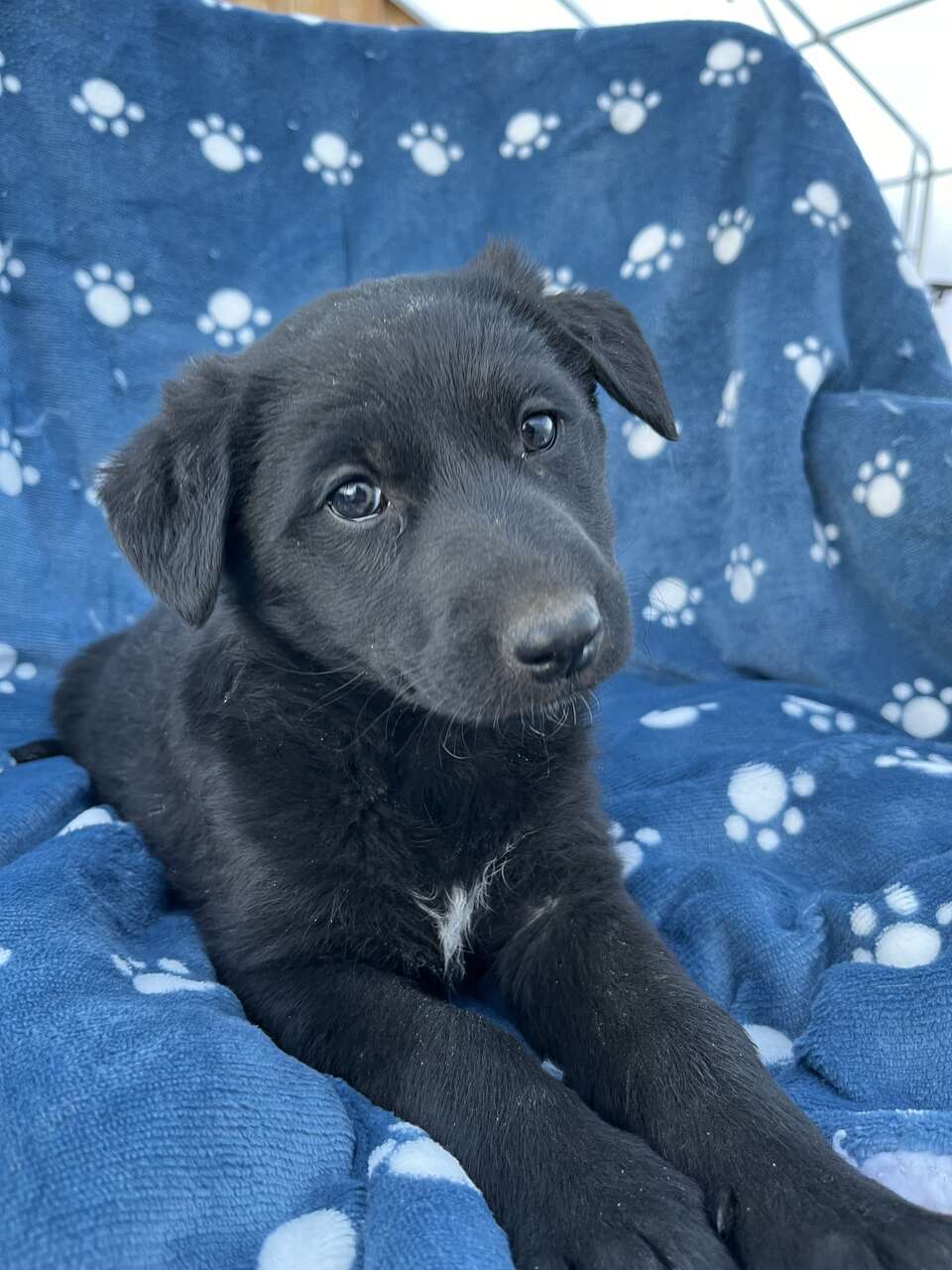 German shepherd- Border collie pups | Pets | ksl.com