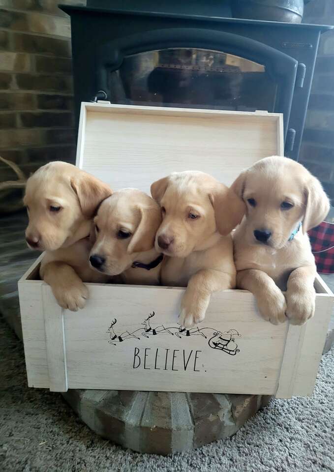 Registered Yellow Lab puppies Pets