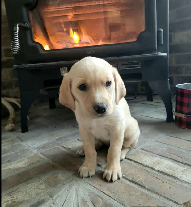 Registered Labrador Lab Puppy Dog Pets