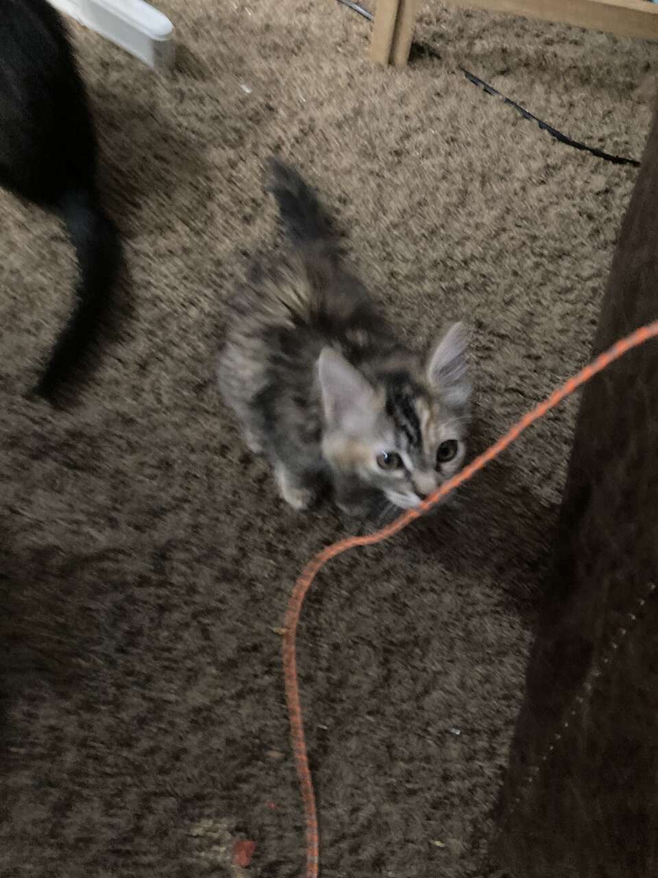 Free cats Pets