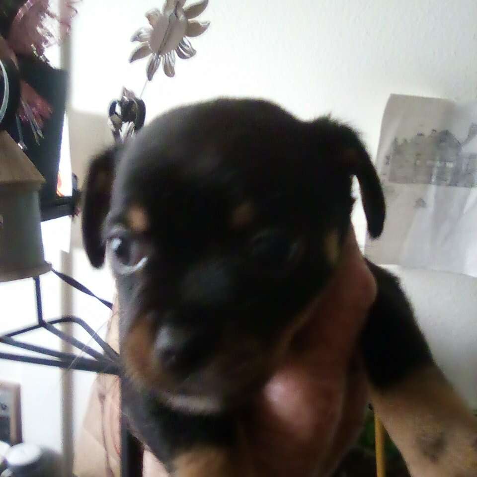 Deerhead Chihuahuas Pets