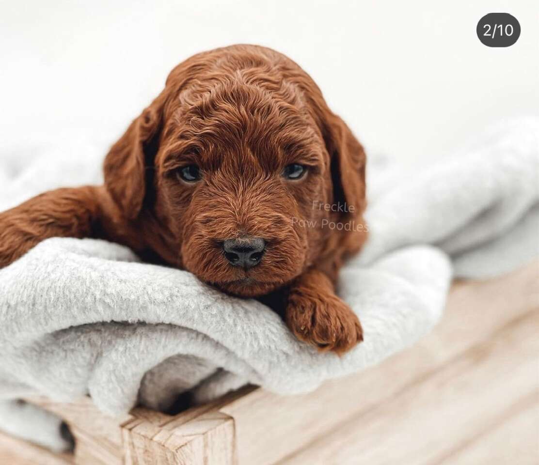 Deep Red AKC Mini Poodle Stud Duckie Pets