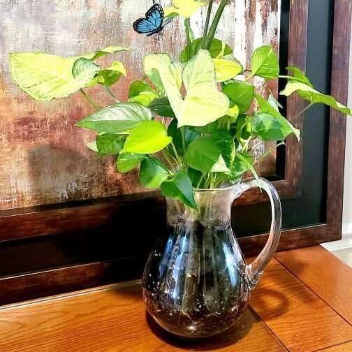 Butterfly Plant in Glass Pitcher
