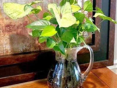 Butterfly Plant in Glass Pitcher