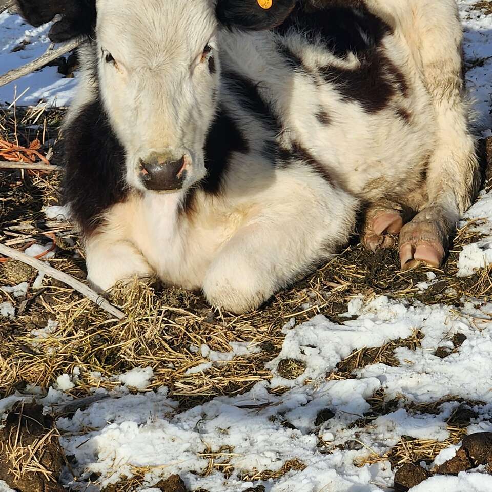 Holstein Heifer calf 350 Livestock