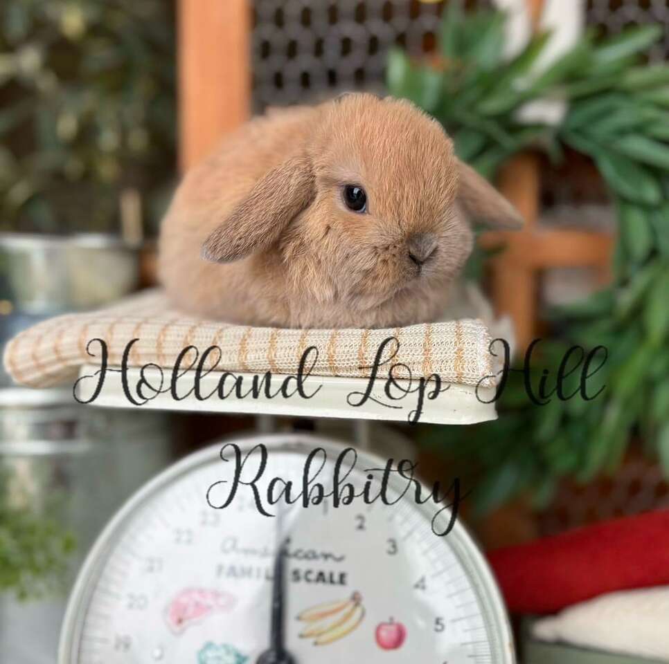 Stunning Holland Lop Baby Bunny