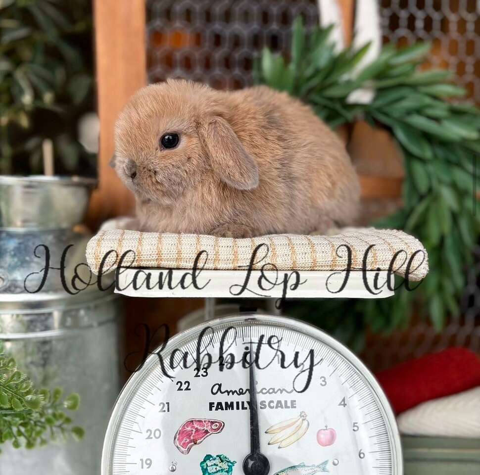 Darling Holland Lop Baby Bunny