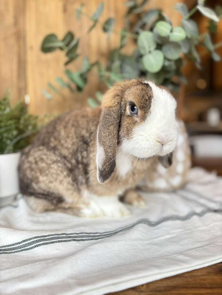 Beautiful Proven Holland Lop