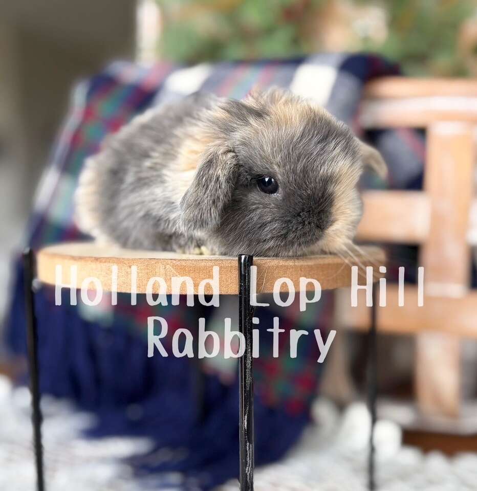 Stunning Holland Lop Bunny - Doe